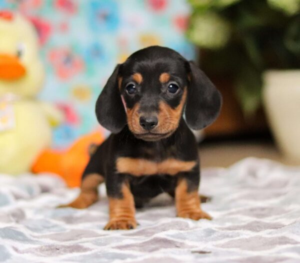 Sammy