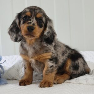 Teddy