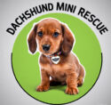 Dachshund Mini Rescue