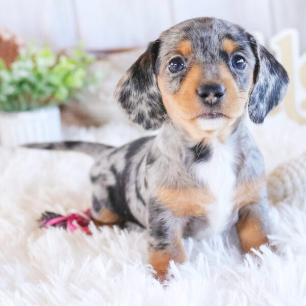 Bella