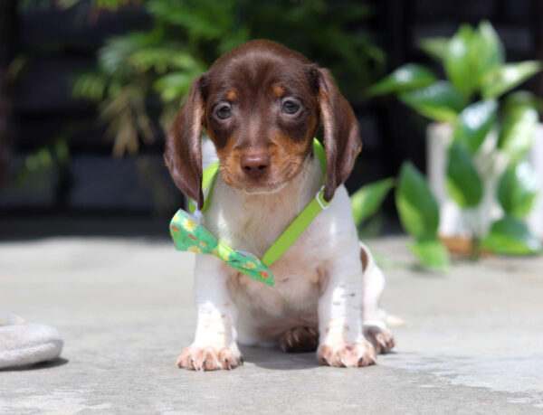 Maverick